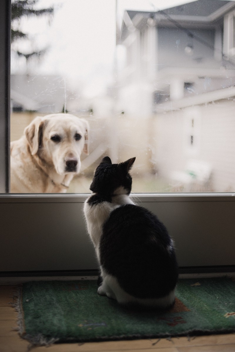  Anjing Dan Kucing  Merupakan Haiwan Kesayangan Yang Paling 