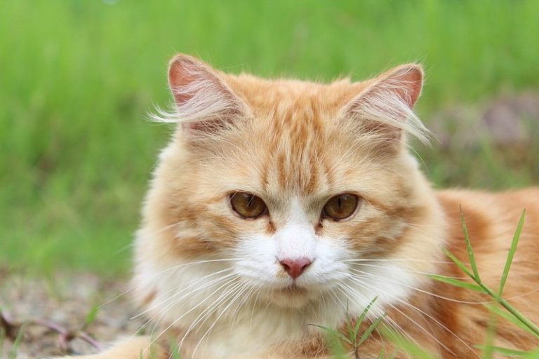 kucing sehat